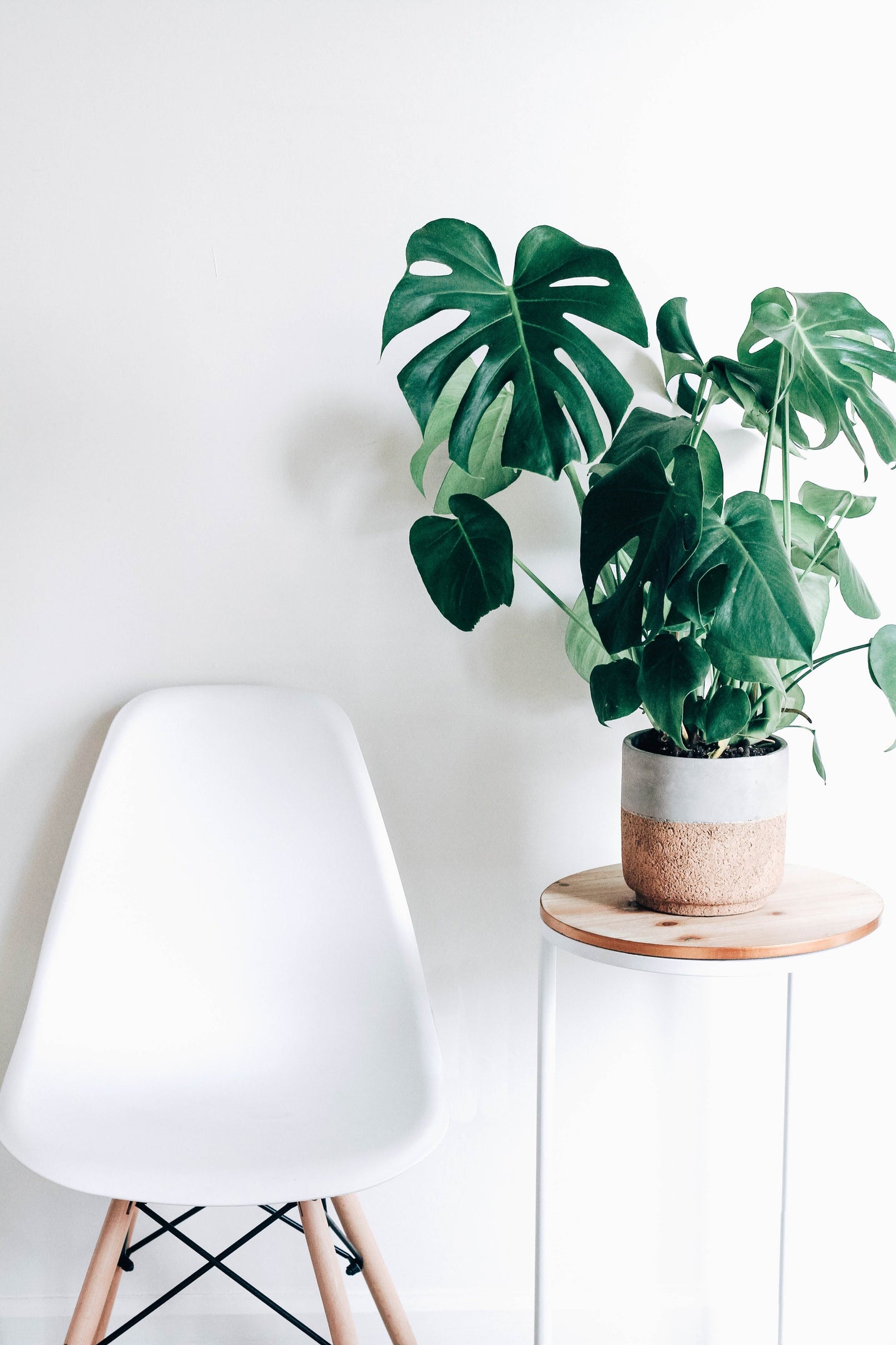 MONSTERA – DEVETABANI