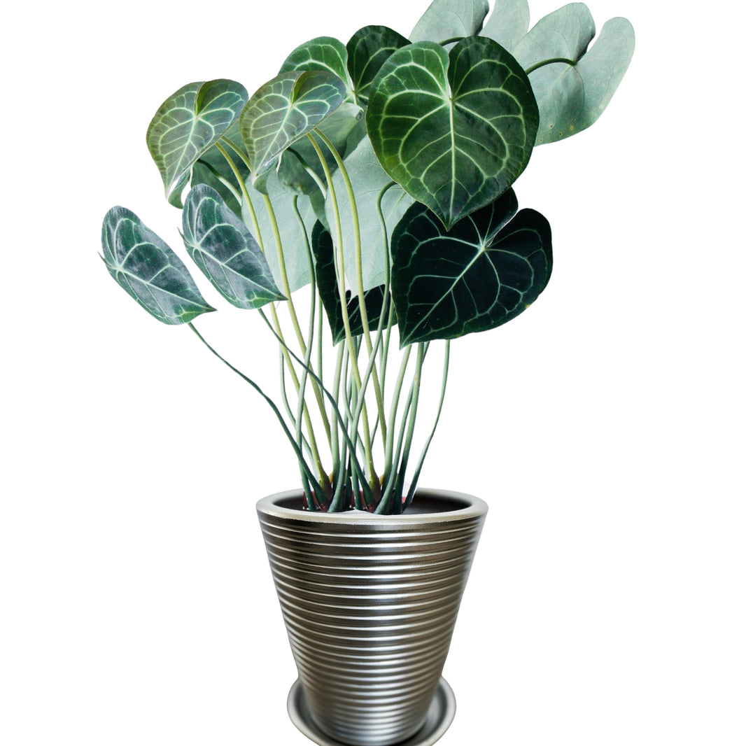 Dubai Series Terracotta Pot 24x21 cm, Striped, with Saucer, Drainage Hole, Decorative, Silver