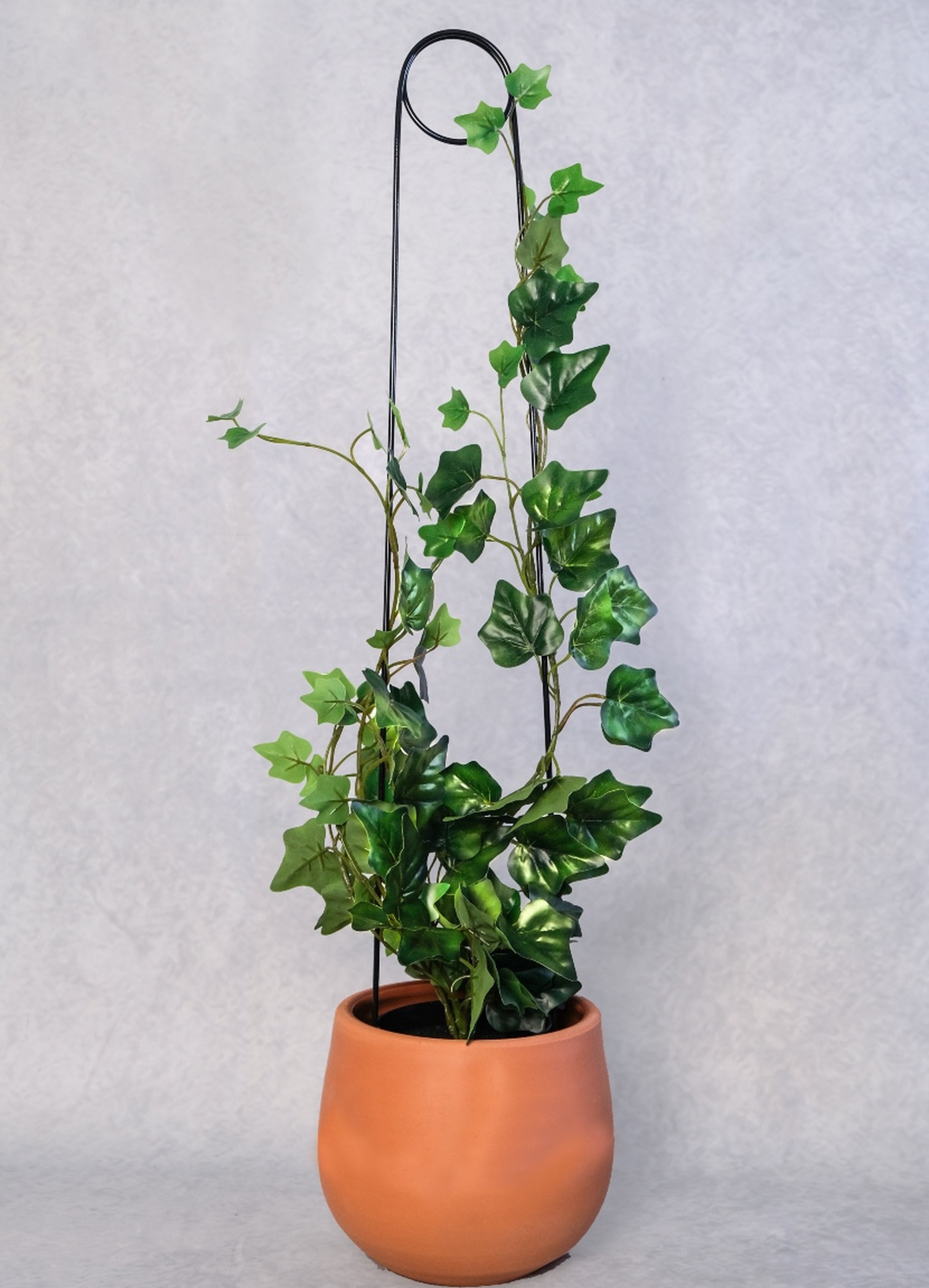 Metal Plant Support 65 cm Hooked Needle Model for Climbing Large Leaved Plants Black