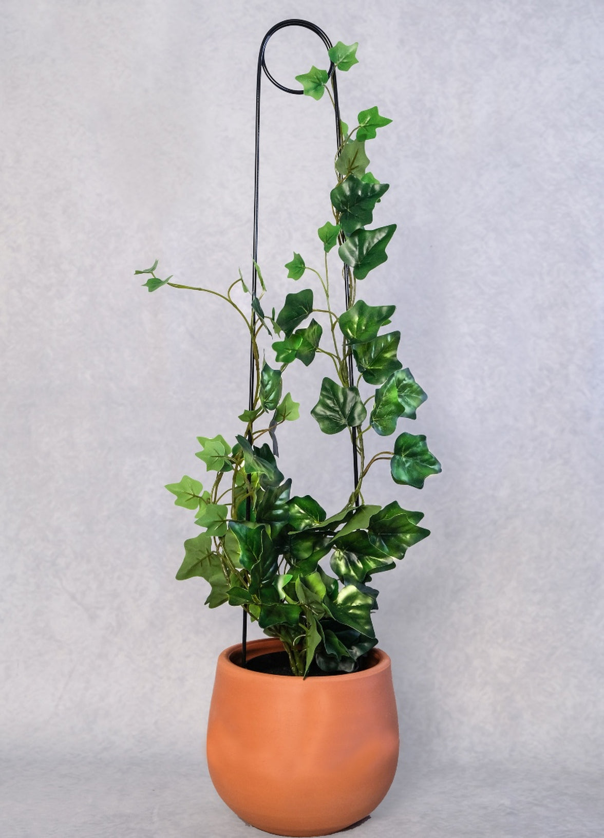 Metal Plant Support 65 cm Hooked Needle Model for Climbing Large Leaved Plants Black