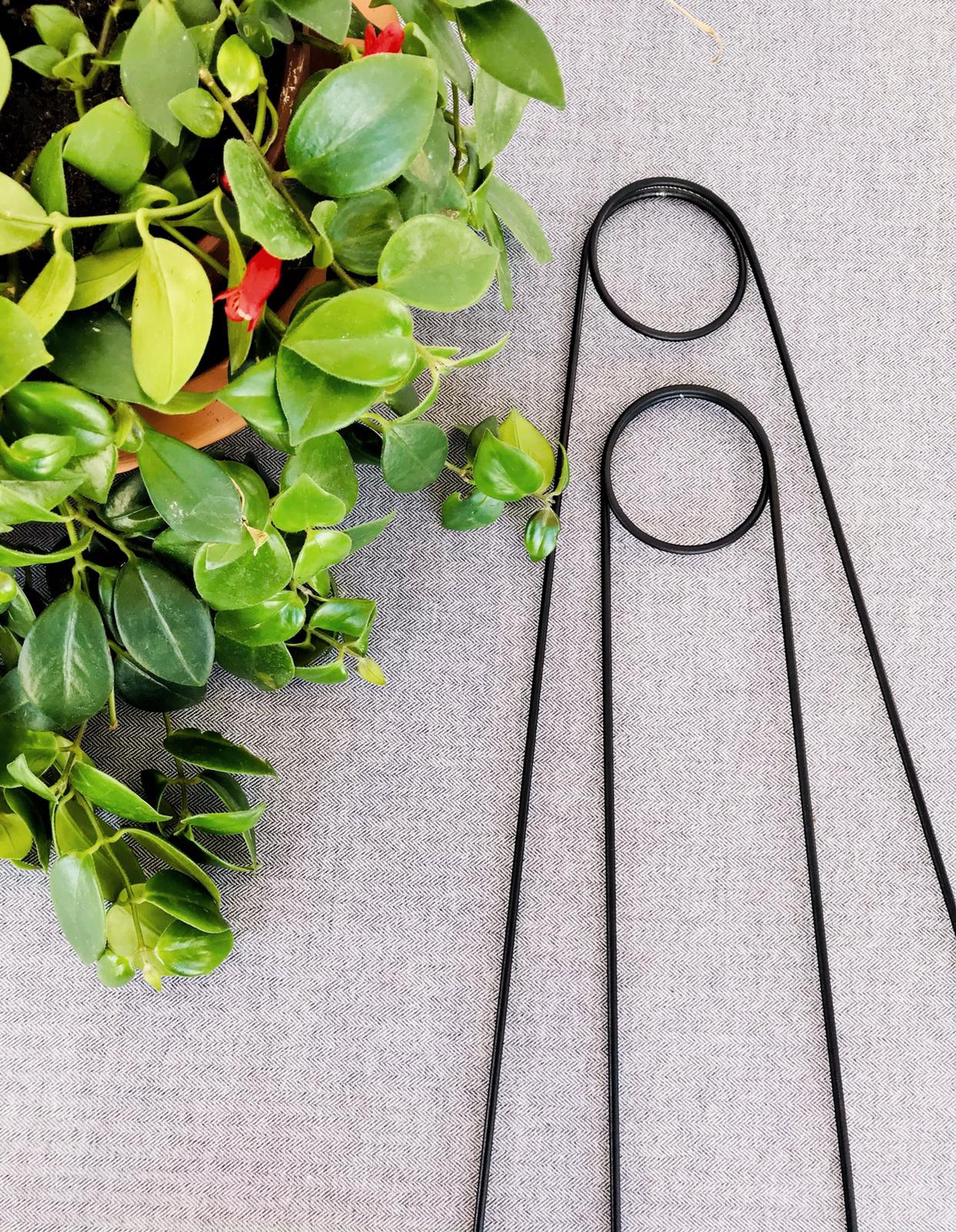 Metal Plant Support 65 cm Hooked Needle Model for Climbing Large Leaved Plants Black