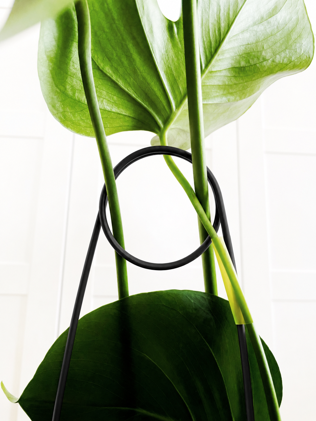 Metal Plant Support 65 cm Hooked Needle Model for Climbing Large Leaved Plants Black