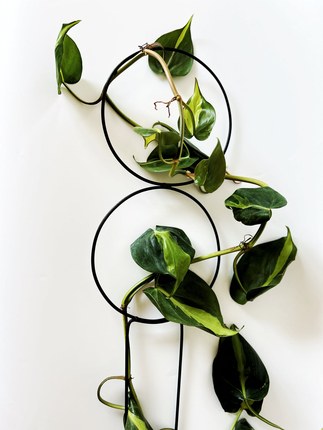 Metal Plant Support 56 cm Double Ring Handmade Black for Climbing Plants