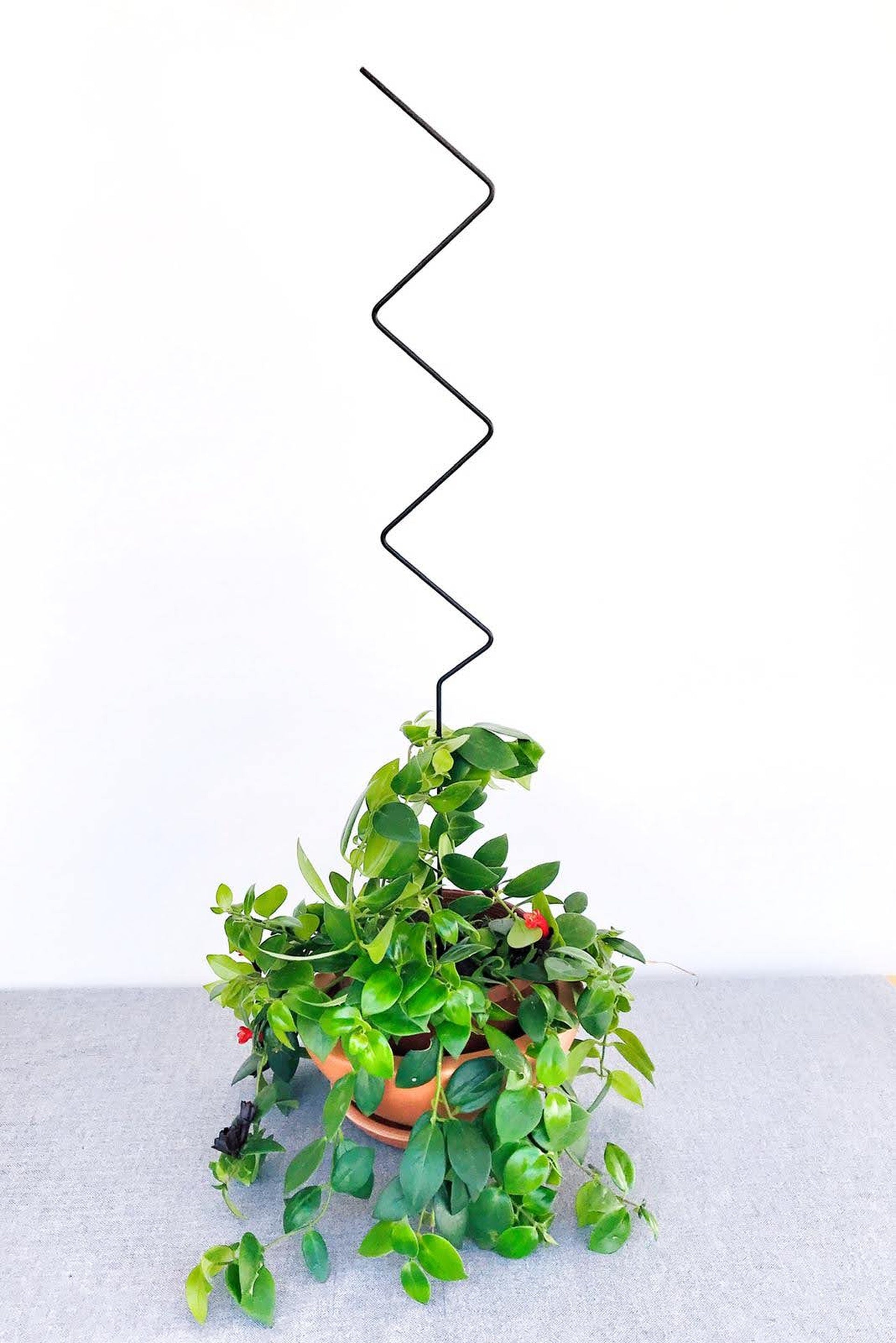 Metal Plant Support Zigzag Model 80 cm Black for Climbing Large-Leaved Plants