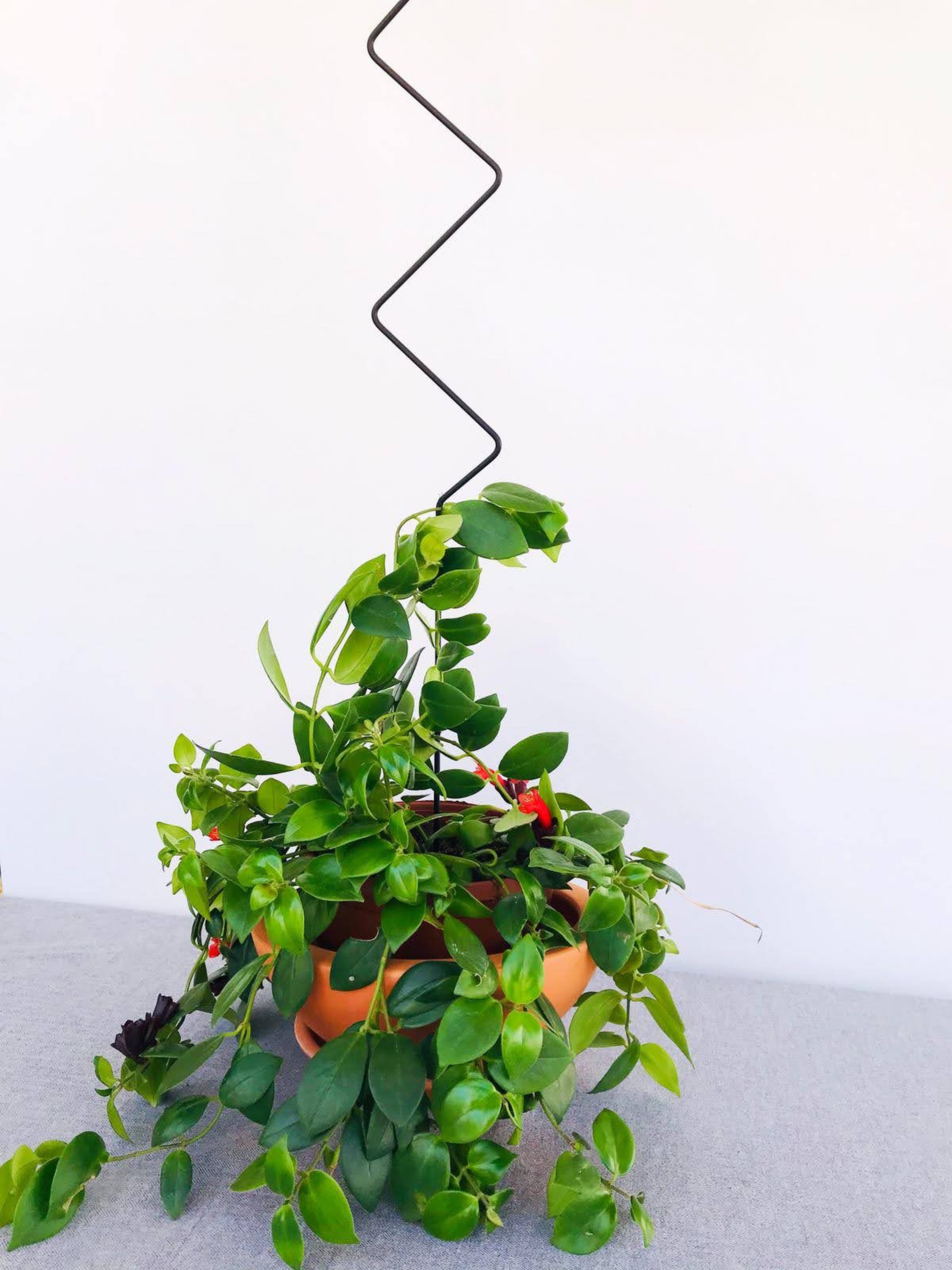 Metal Plant Support Zigzag Model 80 cm Black for Climbing Large-Leaved Plants