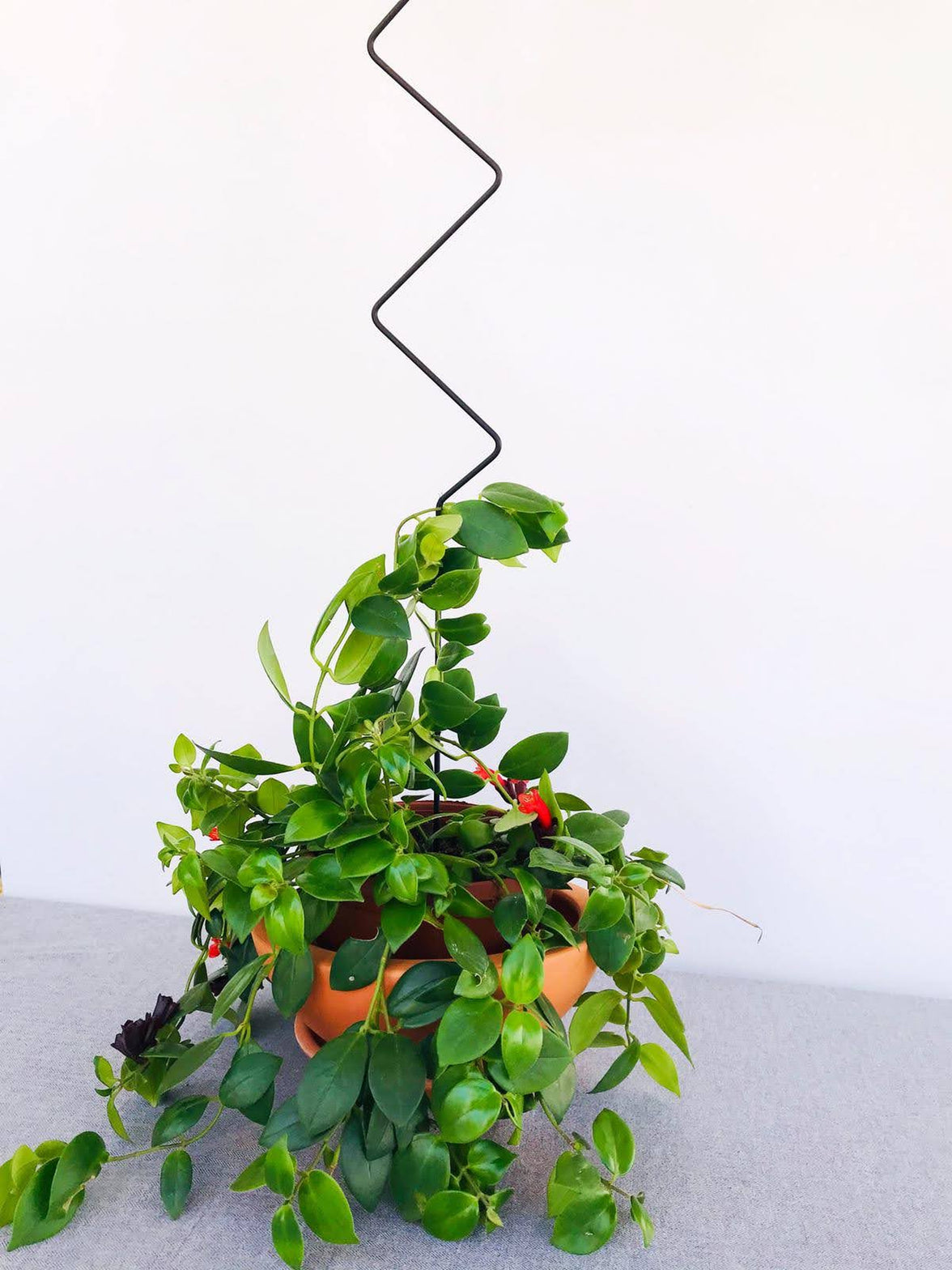 Metal Plant Support Zigzag Model 80 cm Black for Climbing Large-Leaved Plants