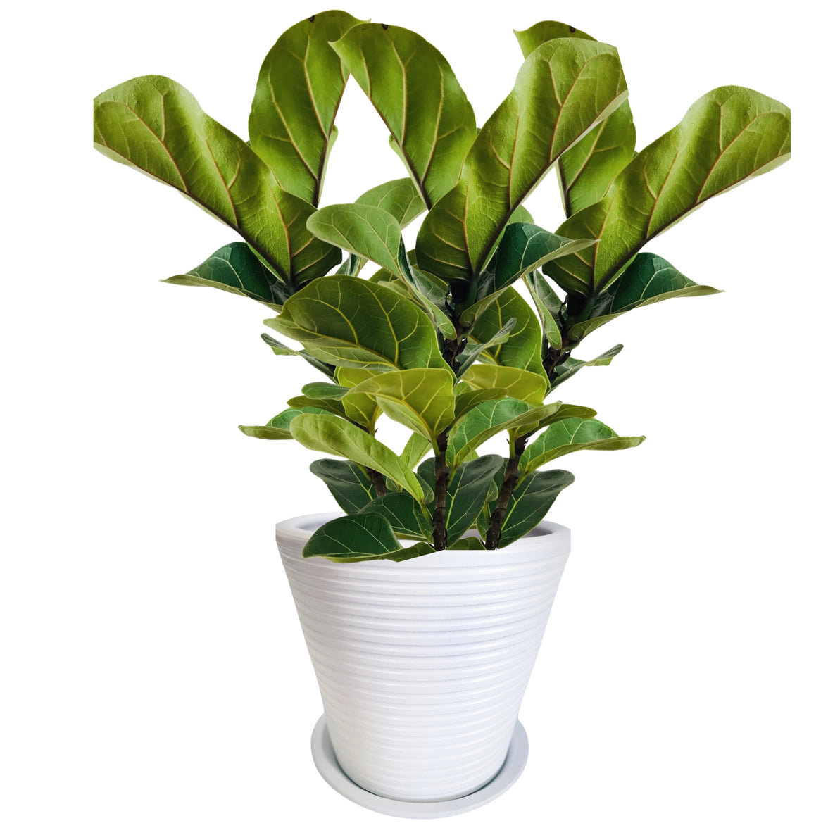 Dubai Series Terracotta Pot 24x21 cm, Striped, with Saucer, Drainage Hole, Decorative, White