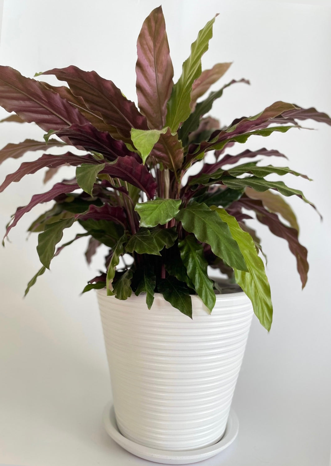 Dubai Series Terracotta Pot 24x21 cm, Striped, with Saucer, Drainage Hole, Decorative, White