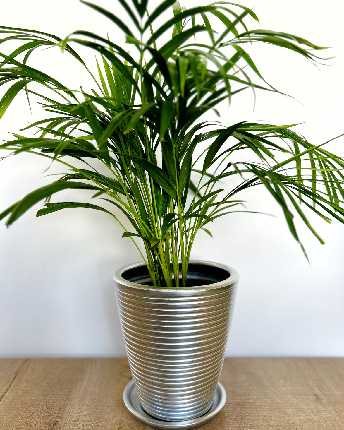 Dubai Series Terracotta Pot 24x21 cm, Striped, with Saucer, Drainage Hole, Decorative, Silver