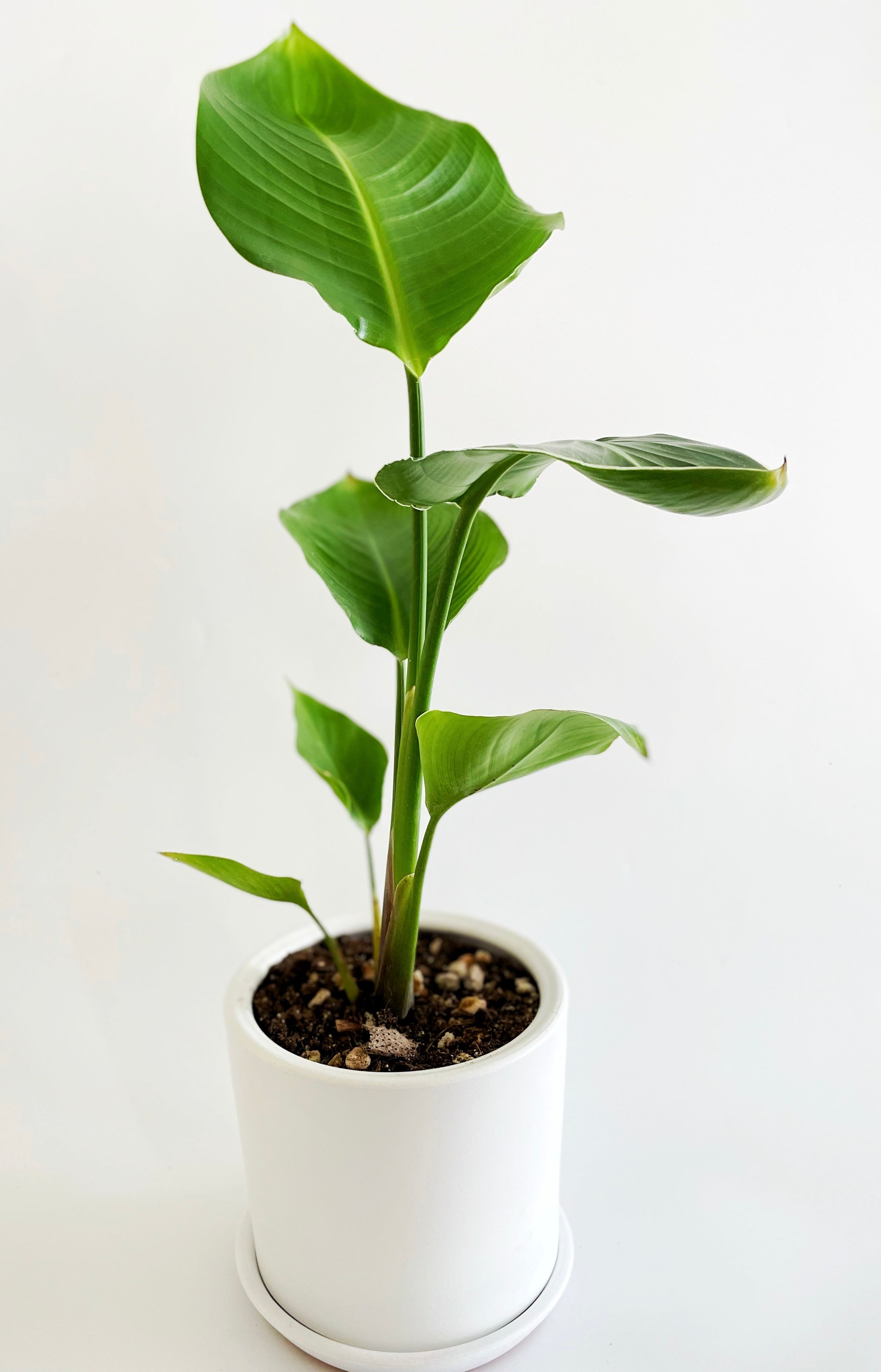 London Series Terracotta Pot 15x15 cm, With Saucer, Drainage Hole, Decorative, White