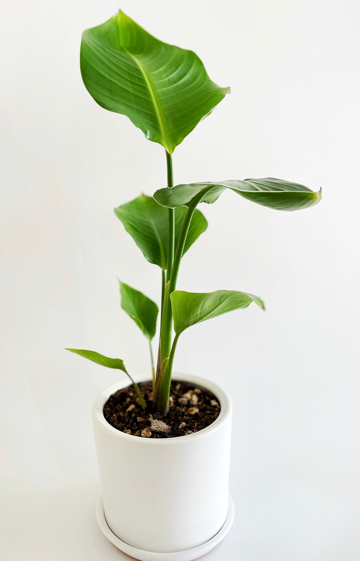 London Series Terracotta Pot 15x15 cm, With Saucer, Drainage Hole, Decorative, White