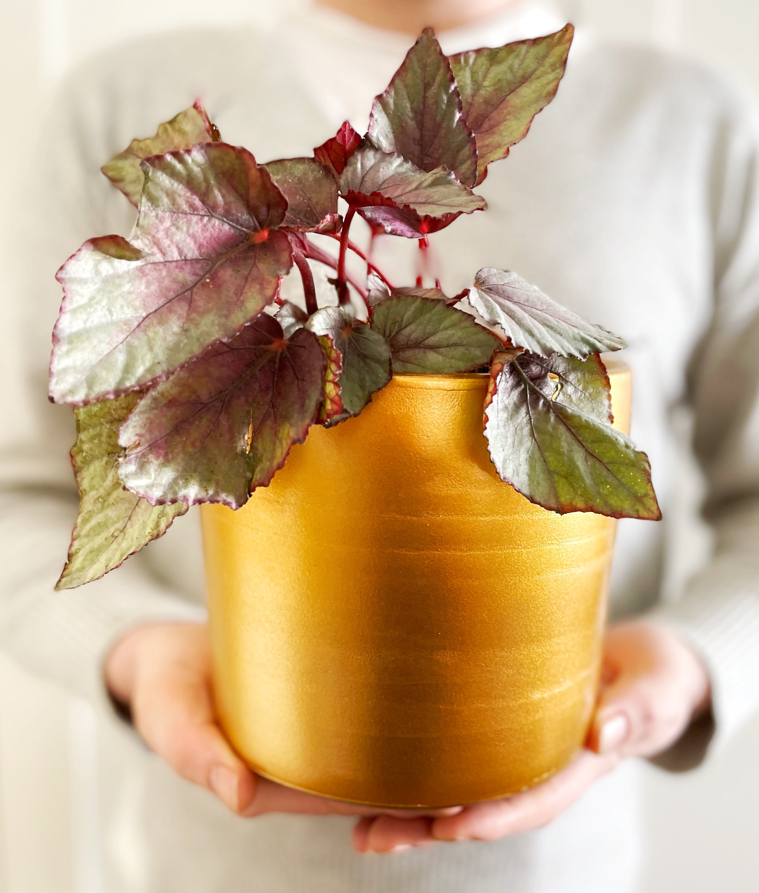 London Series Terracotta Pot 15x15 cm, with Saucer, Drainage Hole, Decorative, Gold Color