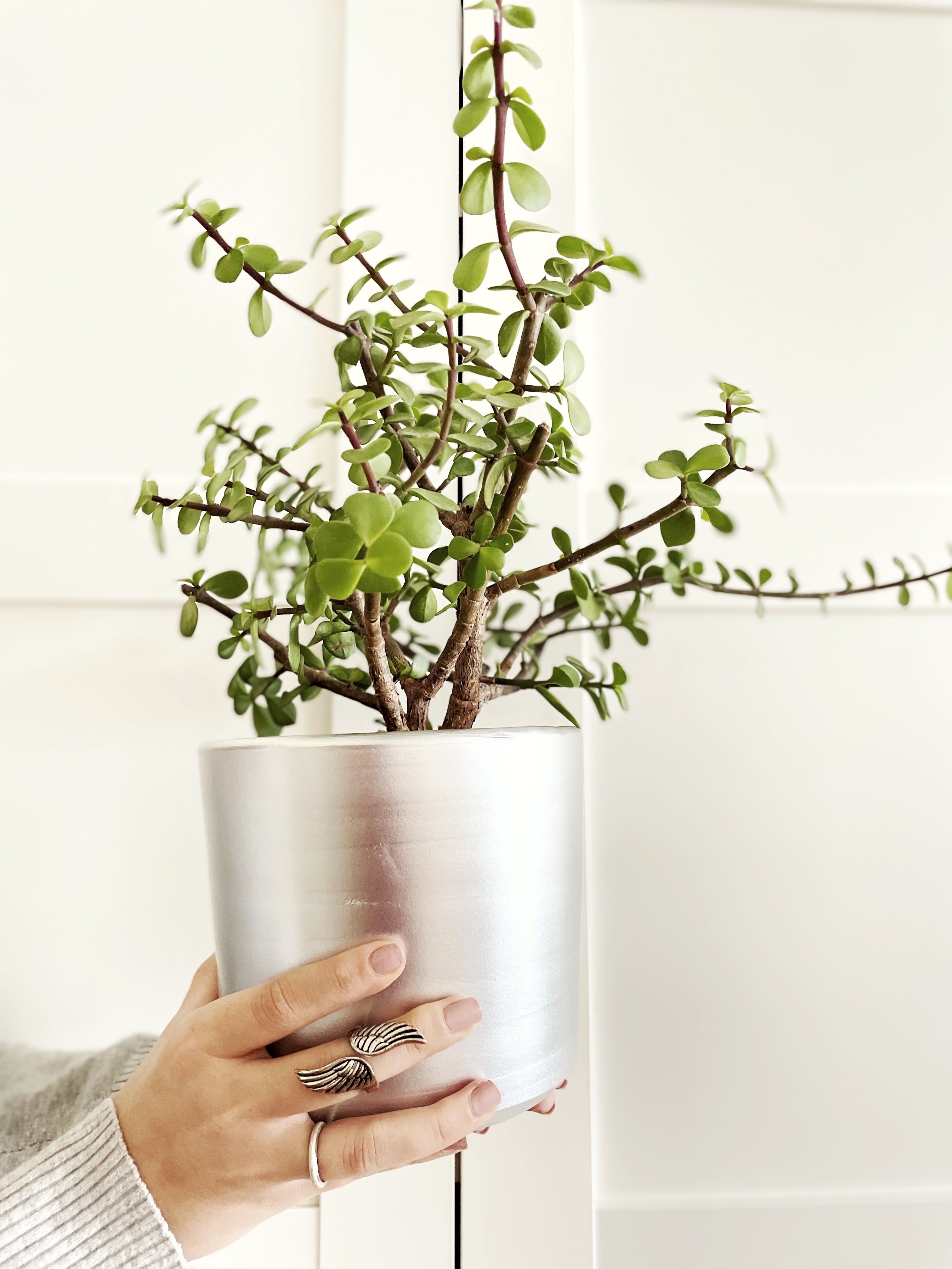 London Series Terracotta Pot 15x15 cm, With Saucer, Drainage Hole, Decorative, Silver Color