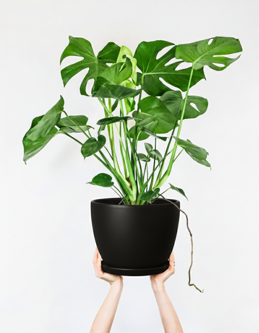 Paris Series Terracotta Pot, 15x15 cm with Saucer, Drainage Hole, Decorative, Black