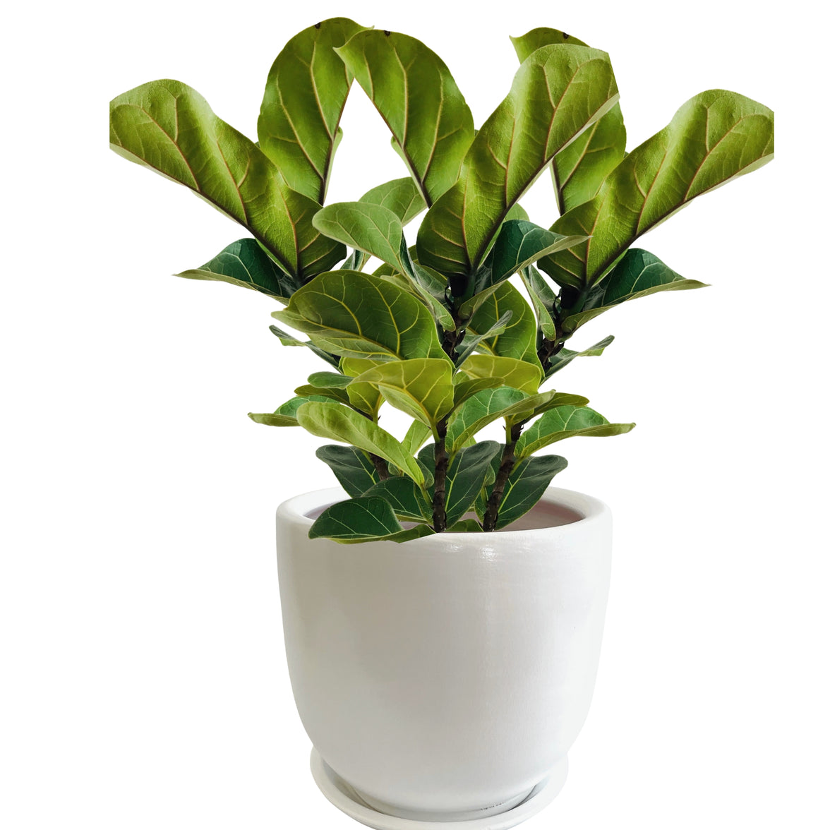 Paris Series Terracotta Pot 24x21 cm, Striped, with Saucer, Drainage Hole, Decorative, White