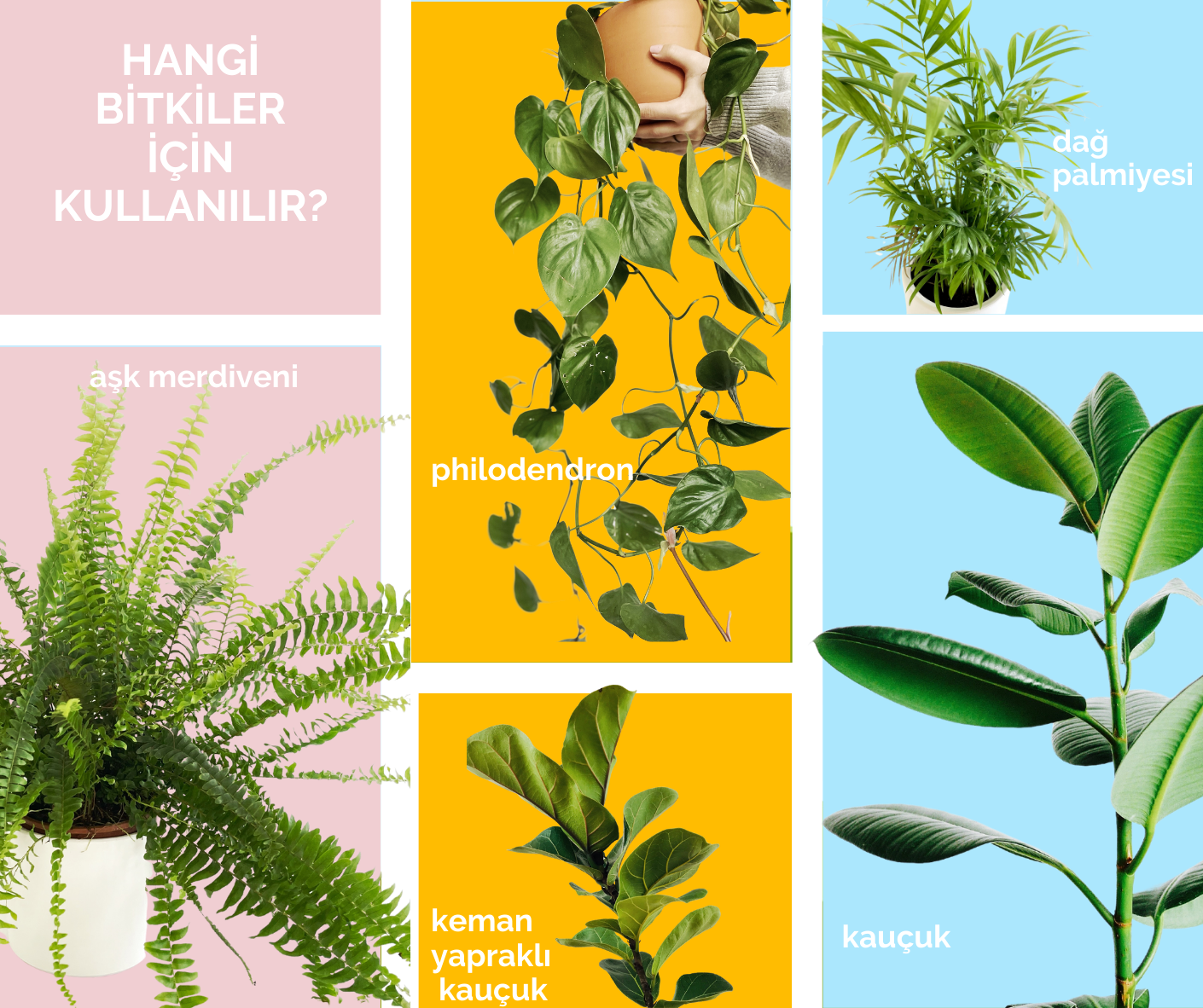 Tropik Bitki Toprağı 10 Litre