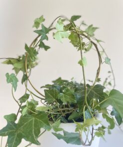 PLOT Bitki Destek Çubuğu ile sarmaşık bitkiler metal halkaya sarılarak sağlıklı büyür.