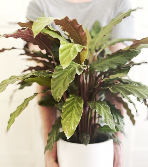 calathea kalatya