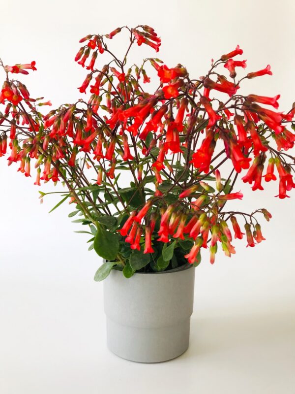 Kalanchoe Manginii Bakımı