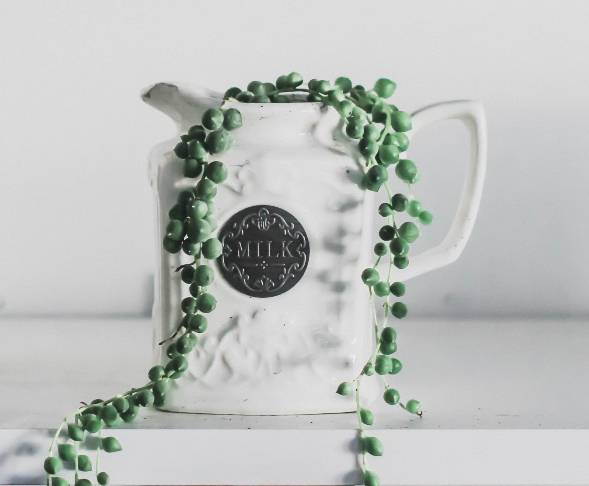 Tesbih Cicegi Senecio Rowleyanus Bakımı