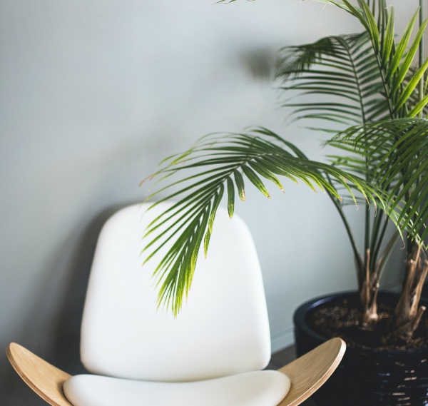 yaprak uclari neden kararir