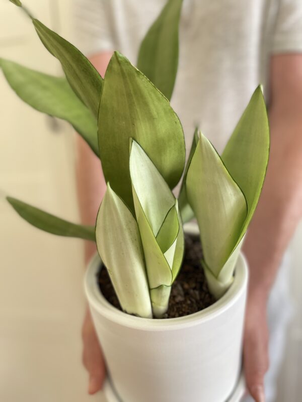 Sanseveria Moonshine Salon Bitkisi